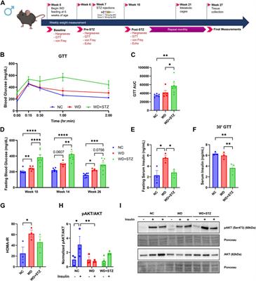 Comparison of western diet-induced obesity and streptozotocin mouse models: insights into energy balance, somatosensory dysfunction, and cardiac autonomic neuropathy